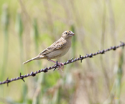Grasshopper Sparrow